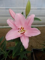 [5337 Free World VH No01.JPG]